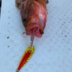 マタウマリンサービス 釣果