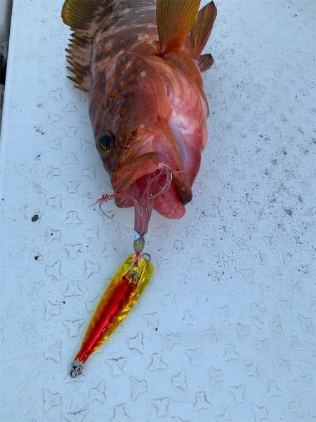 マタウマリンサービス 釣果