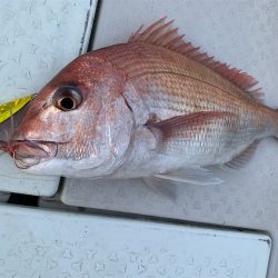 マタウマリンサービス 釣果