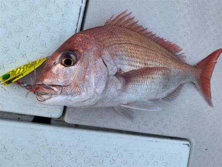 マタウマリンサービス 釣果