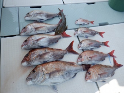 遊漁船 幸友丸 釣果