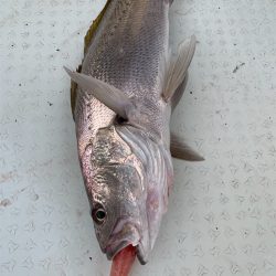 マタウマリンサービス 釣果