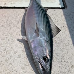 マタウマリンサービス 釣果