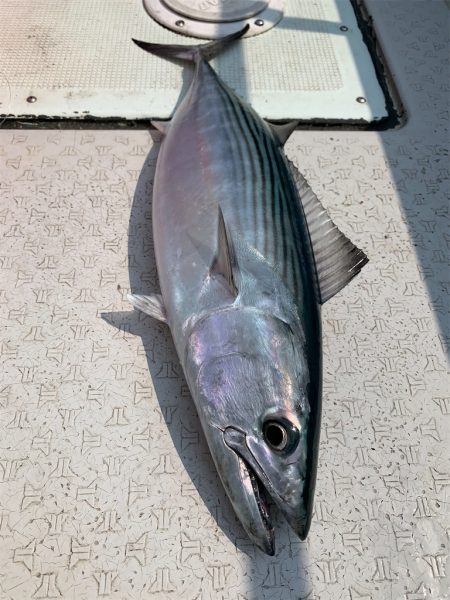 マタウマリンサービス 釣果