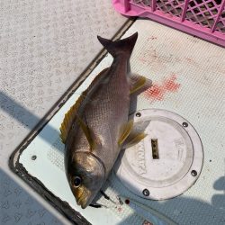 マタウマリンサービス 釣果