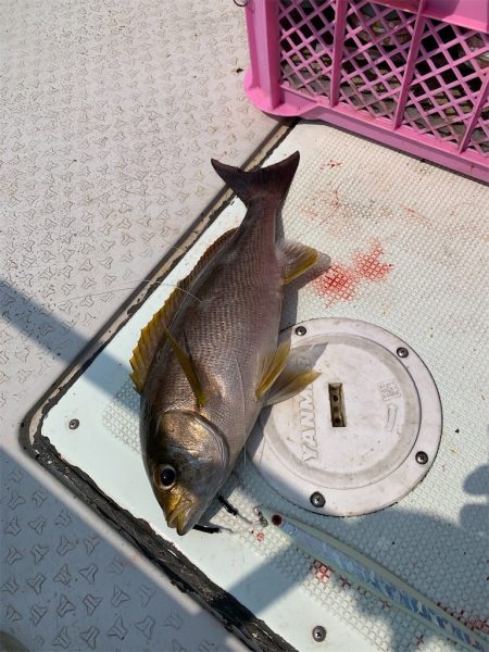 マタウマリンサービス 釣果