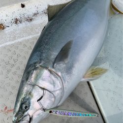 マタウマリンサービス 釣果