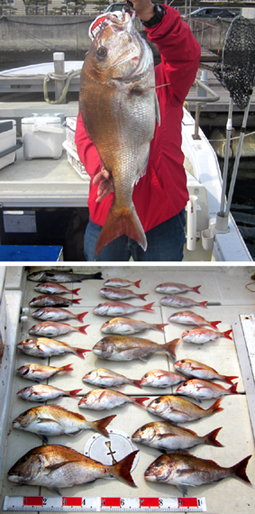 来温丸（らいおんまる） 釣果