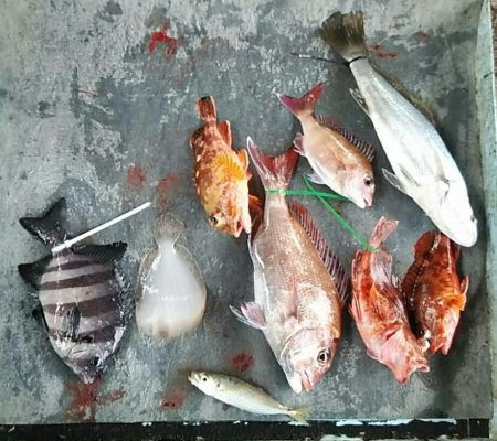 明神釣船 釣果