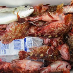 松本釣船２ 釣果