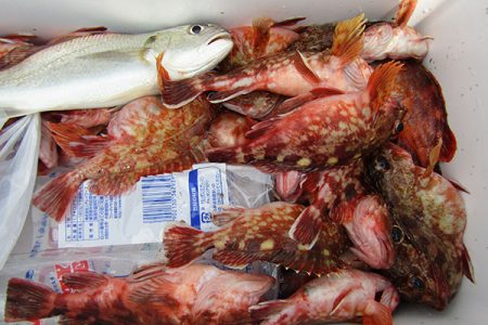 松本釣船２ 釣果