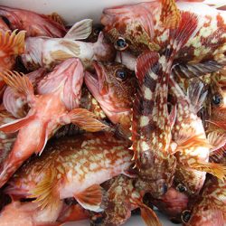 松本釣船２ 釣果