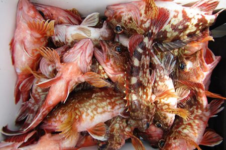 松本釣船２ 釣果