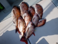 遊漁船 幸友丸 釣果