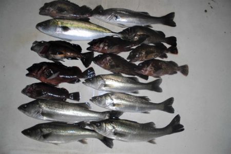 ルアー船マヒマヒ 釣果