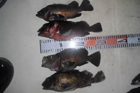 ルアー船マヒマヒ 釣果