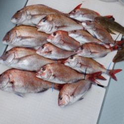 遊漁船 幸友丸 釣果