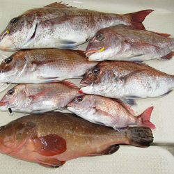 松本釣船２ 釣果