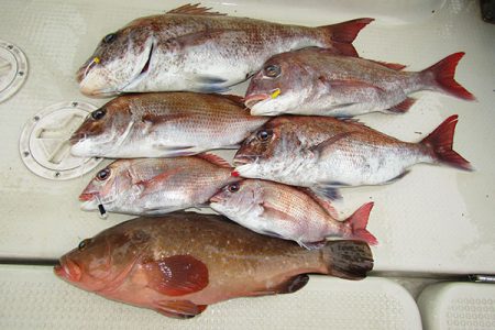 松本釣船２ 釣果