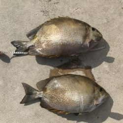 本部釣りイカダ 釣果