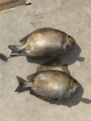 本部釣りイカダ 釣果