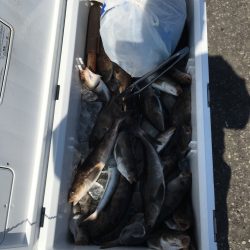 第八平成丸 釣果