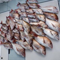 遊漁船 幸友丸 釣果