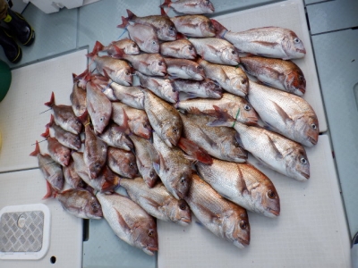 遊漁船 幸友丸 釣果