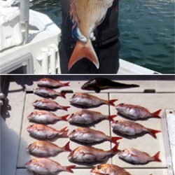 来温丸(らいおんまる) 釣果