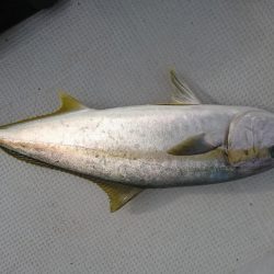 海龍丸（福岡） 釣果