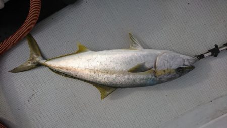 海龍丸（福岡） 釣果