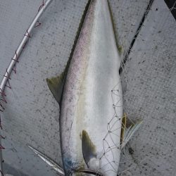海龍丸（福岡） 釣果