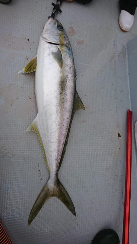 海龍丸（福岡） 釣果