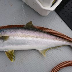 海龍丸（福岡） 釣果