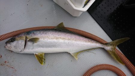 海龍丸（福岡） 釣果