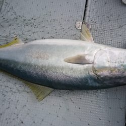 海龍丸（福岡） 釣果