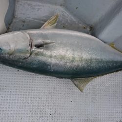 海龍丸（福岡） 釣果