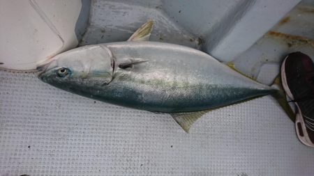 海龍丸（福岡） 釣果