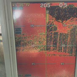 第八平成丸 釣果