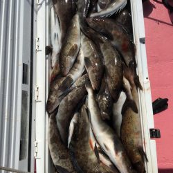 第八平成丸 釣果