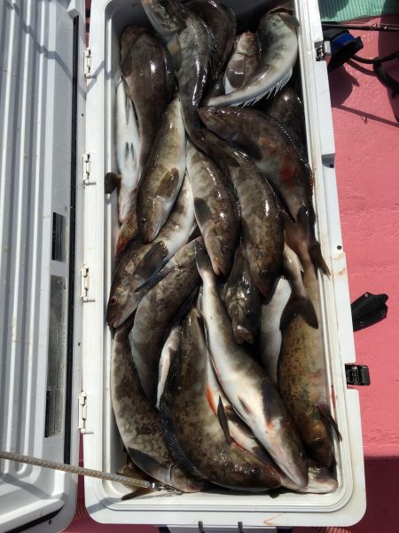 第八平成丸 釣果