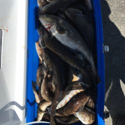 第八平成丸 釣果