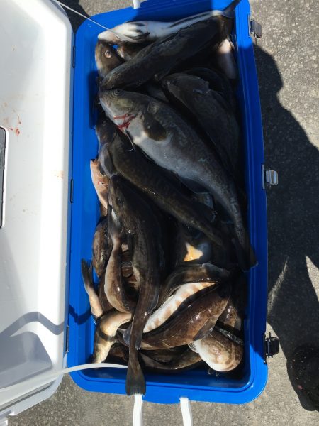 第八平成丸 釣果