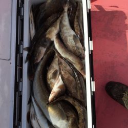 第八平成丸 釣果