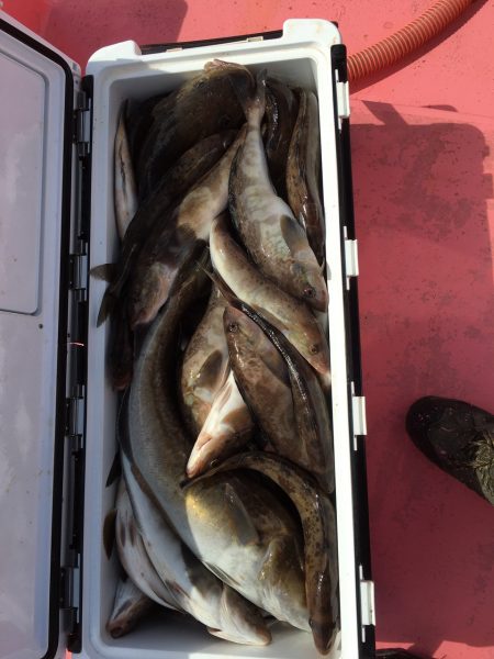 第八平成丸 釣果