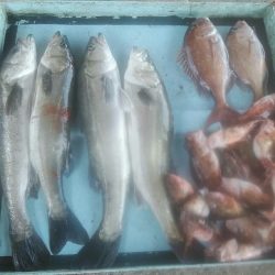 明神釣船 釣果