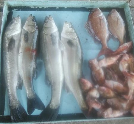明神釣船 釣果