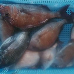 明神釣船 釣果