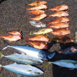 第二一之紀丸(ダイニイチノキマル) 釣果