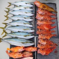 第二一之紀丸(ダイニイチノキマル) 釣果